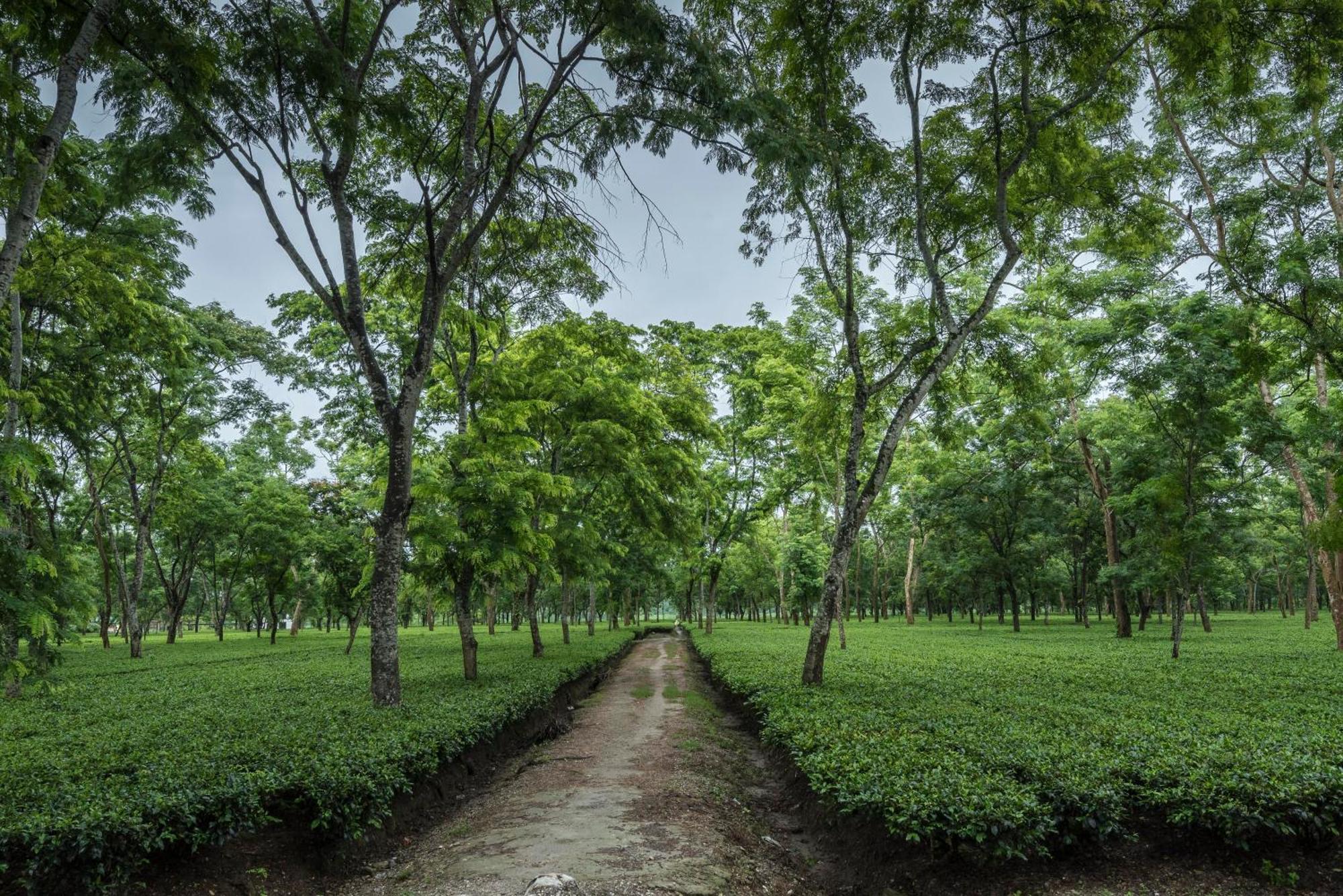 Hotel Tusker Tea County Chālsa Esterno foto